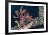 Common Lionfish (Pterois Volitans) at Night Near the Dock of the Komodo Island Diving Resort-Michael Nolan-Framed Photographic Print