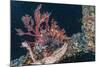 Common Lionfish (Pterois Volitans) at Night Near the Dock of the Komodo Island Diving Resort-Michael Nolan-Mounted Photographic Print