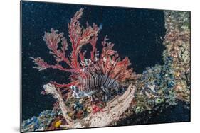 Common Lionfish (Pterois Volitans) at Night Near the Dock of the Komodo Island Diving Resort-Michael Nolan-Mounted Photographic Print