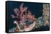 Common Lionfish (Pterois Volitans) at Night Near the Dock of the Komodo Island Diving Resort-Michael Nolan-Framed Stretched Canvas