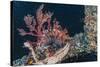 Common Lionfish (Pterois Volitans) at Night Near the Dock of the Komodo Island Diving Resort-Michael Nolan-Stretched Canvas