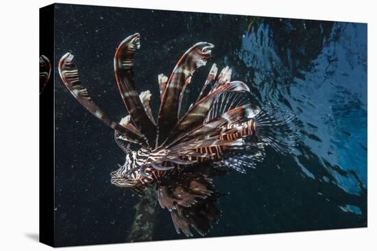 Common Lionfish (Pterois Volitans) at Night Near the Dock of the Komodo Island Diving Resort-Michael Nolan-Stretched Canvas