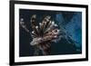 Common Lionfish (Pterois Volitans) at Night Near the Dock of the Komodo Island Diving Resort-Michael Nolan-Framed Photographic Print