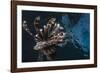 Common Lionfish (Pterois Volitans) at Night Near the Dock of the Komodo Island Diving Resort-Michael Nolan-Framed Photographic Print