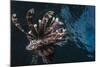 Common Lionfish (Pterois Volitans) at Night Near the Dock of the Komodo Island Diving Resort-Michael Nolan-Mounted Photographic Print