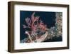 Common Lionfish (Pterois Volitans) at Night Near the Dock of the Komodo Island Diving Resort-Michael Nolan-Framed Photographic Print