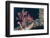 Common Lionfish (Pterois Volitans) at Night Near the Dock of the Komodo Island Diving Resort-Michael Nolan-Framed Photographic Print