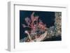 Common Lionfish (Pterois Volitans) at Night Near the Dock of the Komodo Island Diving Resort-Michael Nolan-Framed Photographic Print