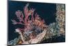 Common Lionfish (Pterois Volitans) at Night Near the Dock of the Komodo Island Diving Resort-Michael Nolan-Mounted Photographic Print