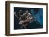 Common Lionfish (Pterois Volitans) at Night Near the Dock of the Komodo Island Diving Resort-Michael Nolan-Framed Photographic Print