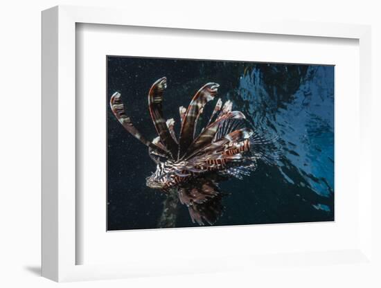 Common Lionfish (Pterois Volitans) at Night Near the Dock of the Komodo Island Diving Resort-Michael Nolan-Framed Photographic Print