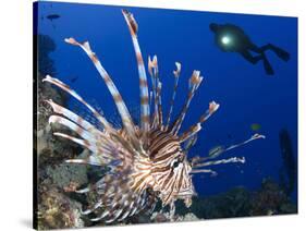 Common Lionfish with Diver in Background, Solomon Islands-Stocktrek Images-Stretched Canvas