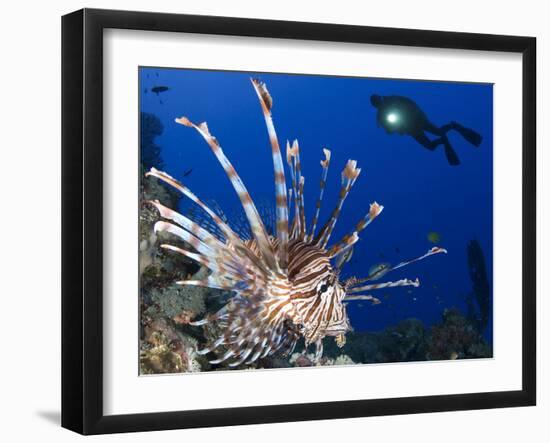 Common Lionfish with Diver in Background, Solomon Islands-Stocktrek Images-Framed Premium Photographic Print