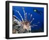 Common Lionfish with Diver in Background, Solomon Islands-Stocktrek Images-Framed Premium Photographic Print