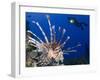 Common Lionfish with Diver in Background, Solomon Islands-Stocktrek Images-Framed Premium Photographic Print