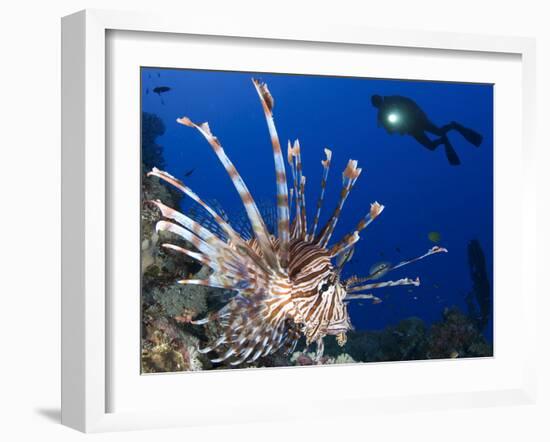 Common Lionfish with Diver in Background, Solomon Islands-Stocktrek Images-Framed Photographic Print