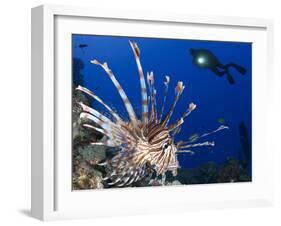 Common Lionfish with Diver in Background, Solomon Islands-Stocktrek Images-Framed Photographic Print