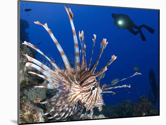 Common Lionfish with Diver in Background, Solomon Islands-Stocktrek Images-Mounted Photographic Print