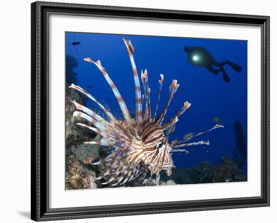 Common Lionfish with Diver in Background, Solomon Islands-Stocktrek Images-Framed Photographic Print