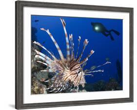 Common Lionfish with Diver in Background, Solomon Islands-Stocktrek Images-Framed Photographic Print