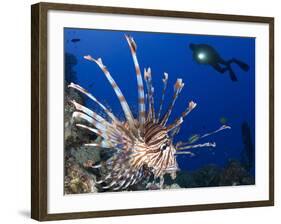 Common Lionfish with Diver in Background, Solomon Islands-Stocktrek Images-Framed Photographic Print