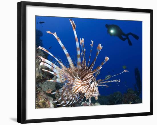 Common Lionfish with Diver in Background, Solomon Islands-Stocktrek Images-Framed Photographic Print