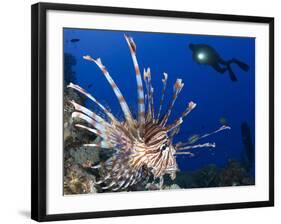 Common Lionfish with Diver in Background, Solomon Islands-Stocktrek Images-Framed Photographic Print