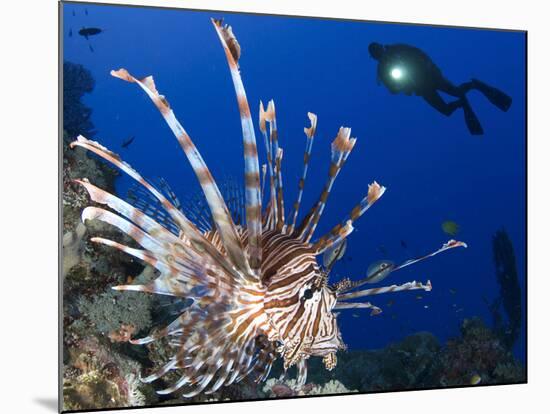 Common Lionfish with Diver in Background, Solomon Islands-Stocktrek Images-Mounted Photographic Print