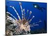 Common Lionfish with Diver in Background, Solomon Islands-Stocktrek Images-Mounted Photographic Print