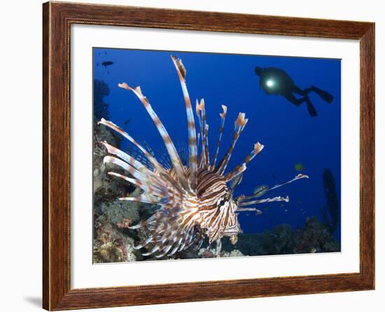 Common Lionfish with Diver in Background, Solomon Islands-Stocktrek Images-Framed Photographic Print