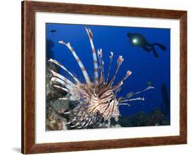 Common Lionfish with Diver in Background, Solomon Islands-Stocktrek Images-Framed Photographic Print