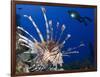 Common Lionfish with Diver in Background, Solomon Islands-Stocktrek Images-Framed Photographic Print