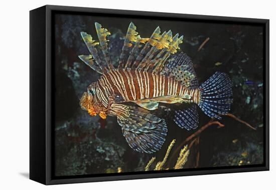 Common Lionfish-Hal Beral-Framed Stretched Canvas