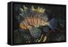 Common Lionfish-Hal Beral-Framed Stretched Canvas