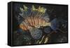 Common Lionfish-Hal Beral-Framed Stretched Canvas