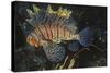 Common Lionfish-Hal Beral-Stretched Canvas