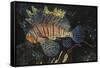 Common Lionfish-Hal Beral-Framed Stretched Canvas