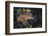 Common Lionfish-Hal Beral-Framed Premium Photographic Print