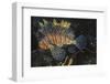 Common Lionfish-Hal Beral-Framed Premium Photographic Print