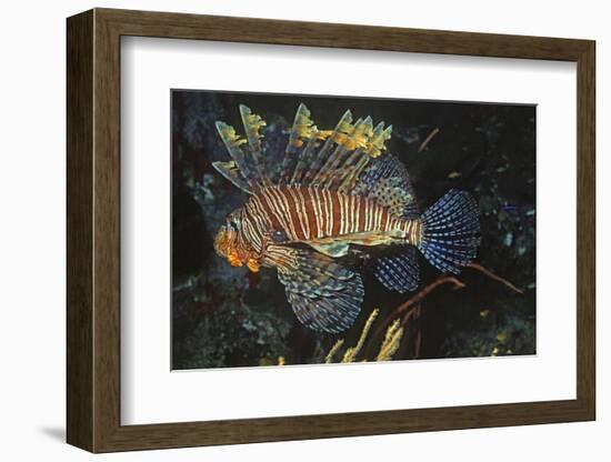 Common Lionfish-Hal Beral-Framed Photographic Print