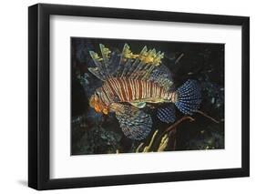 Common Lionfish-Hal Beral-Framed Photographic Print