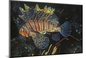 Common Lionfish-Hal Beral-Mounted Photographic Print