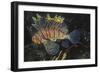 Common Lionfish-Hal Beral-Framed Photographic Print