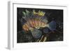 Common Lionfish-Hal Beral-Framed Photographic Print