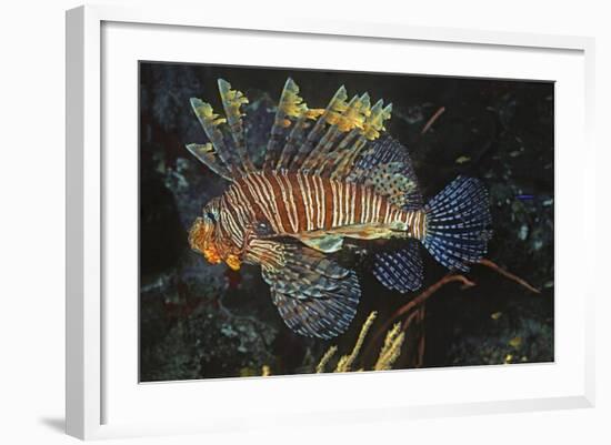 Common Lionfish-Hal Beral-Framed Photographic Print