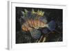 Common Lionfish-Hal Beral-Framed Photographic Print