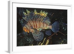 Common Lionfish-Hal Beral-Framed Photographic Print