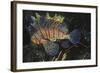 Common Lionfish-Hal Beral-Framed Photographic Print