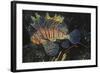 Common Lionfish-Hal Beral-Framed Photographic Print