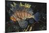 Common Lionfish-Hal Beral-Mounted Photographic Print